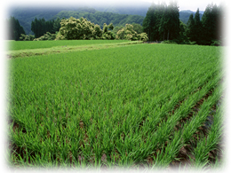 食料自給率へのこだわり